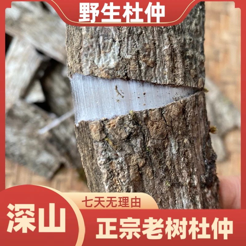 【野生杜仲】深山杜仲茶泡酒煲汤老树龄粗皮