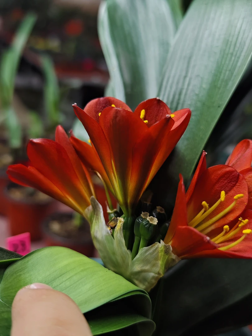 世界精品君子兰开品图，直播间一兰一拍