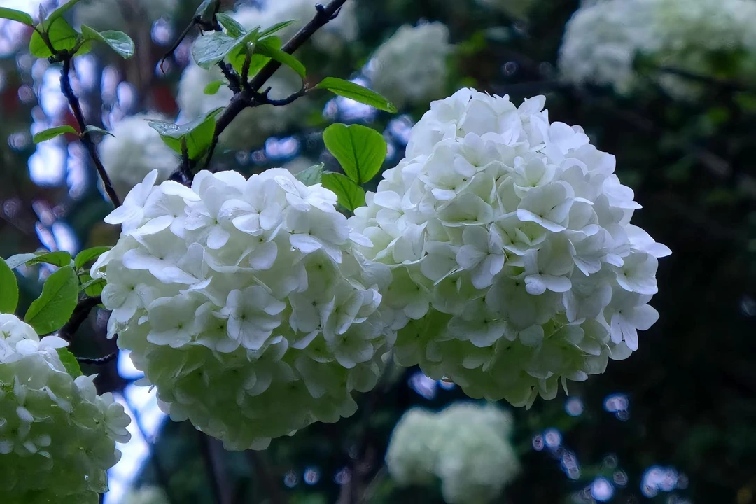 【当年开花】爆花神器中华木绣球大花当年开花耐晒耐寒庭院造景精品