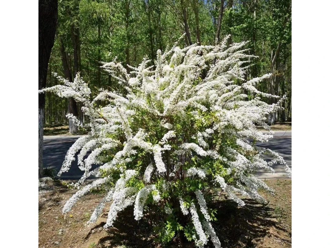 雪柳植物喷雪花盆栽白雪梅花苗阳台花园花卉绿植耐寒耐热
