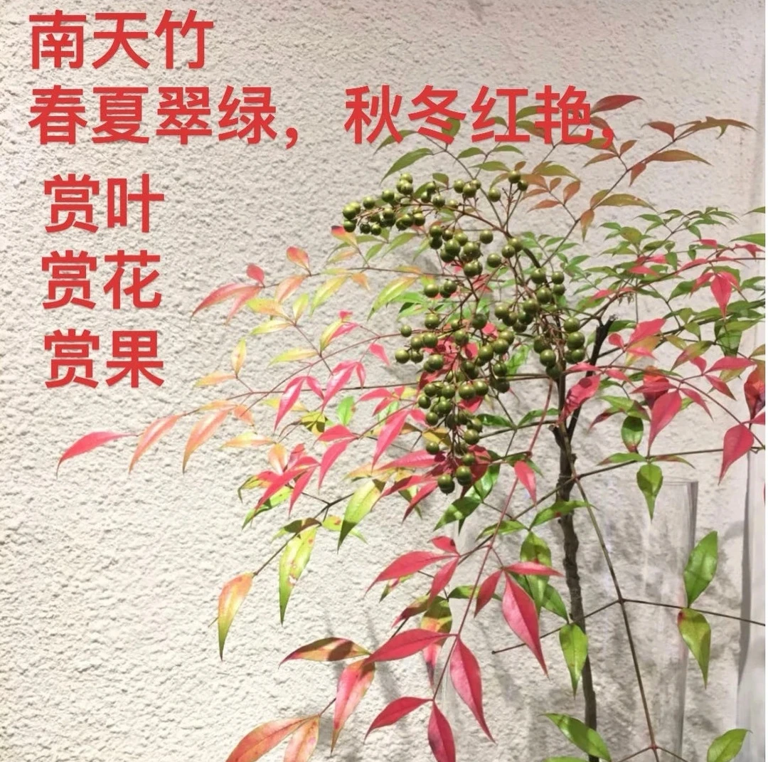 老桩盆景南天竹盆栽春夏翠绿秋冬艳红耐阴耐寒耐旱室内庭院栽种
