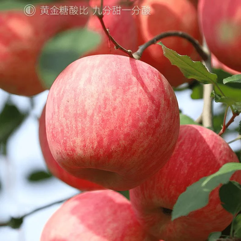 苹果8斤 嘎嘎好吃
