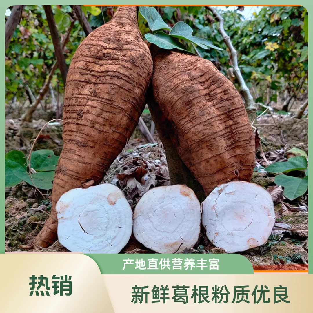 新鲜葛根无渣粉葛正宗产地广西现挖野煲汤生葛薯广东橘酿葛根