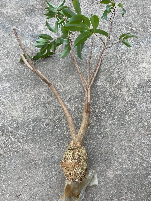 岭丰糯高压苗可盆栽地栽庭院种植