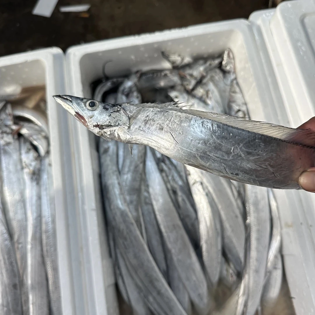 大连本地刀鱼4斤装顺丰包邮新号福利