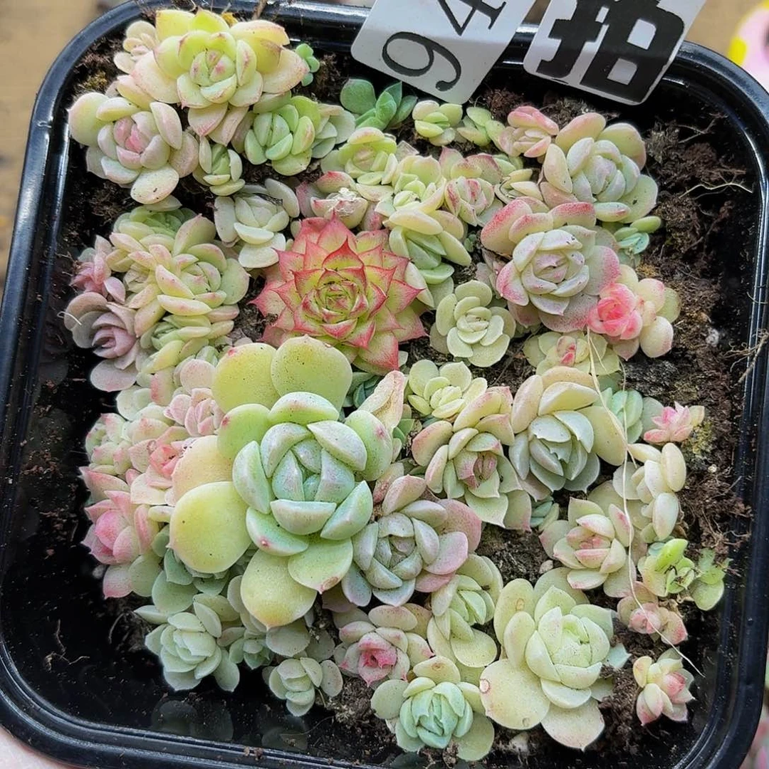 多肉植物多肉植物945量拍