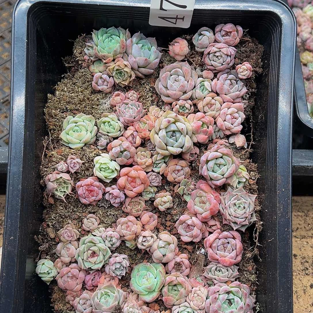 多肉植物多肉植物478