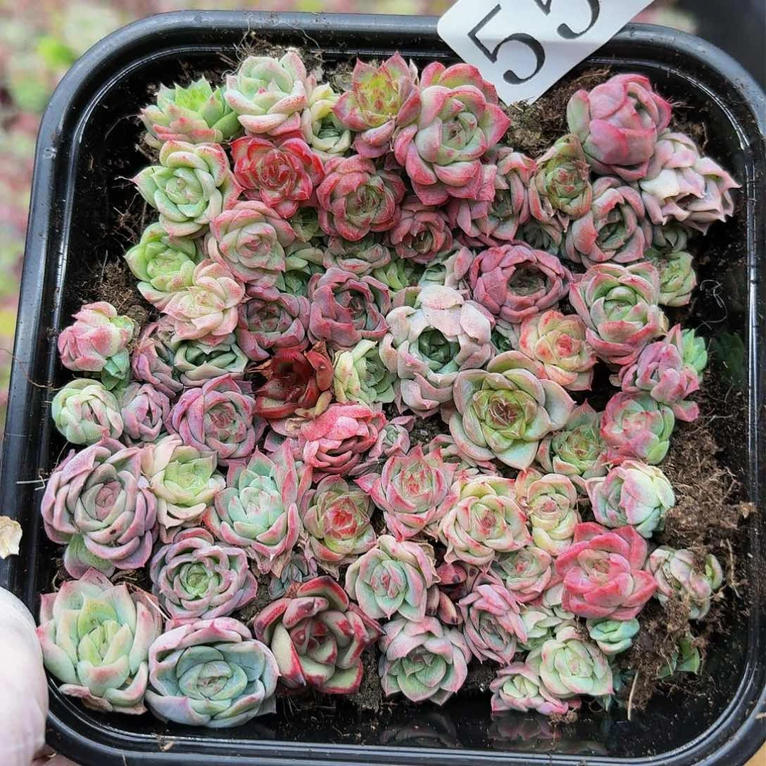 多肉植物多肉植物559