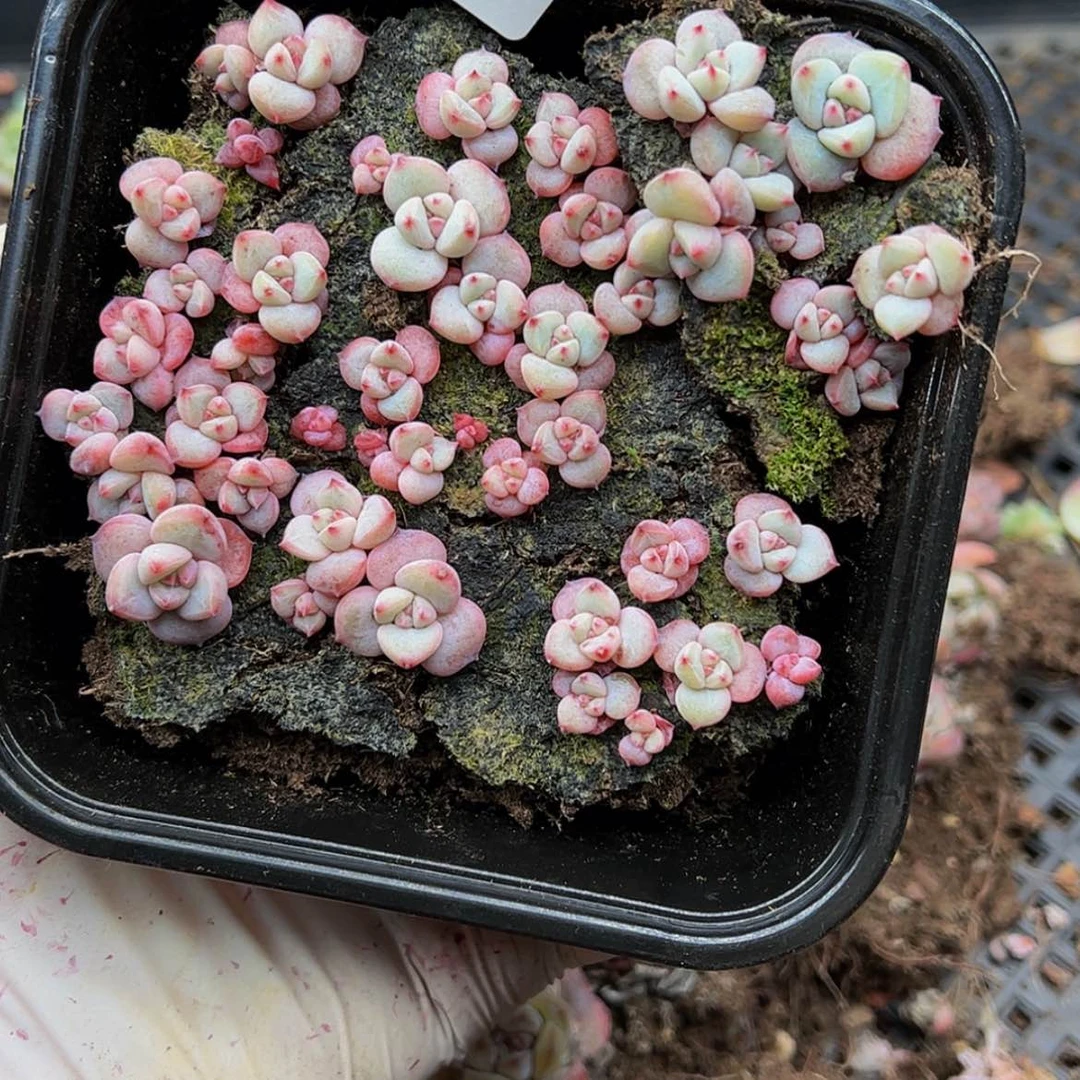【闪购商品】多肉植物677