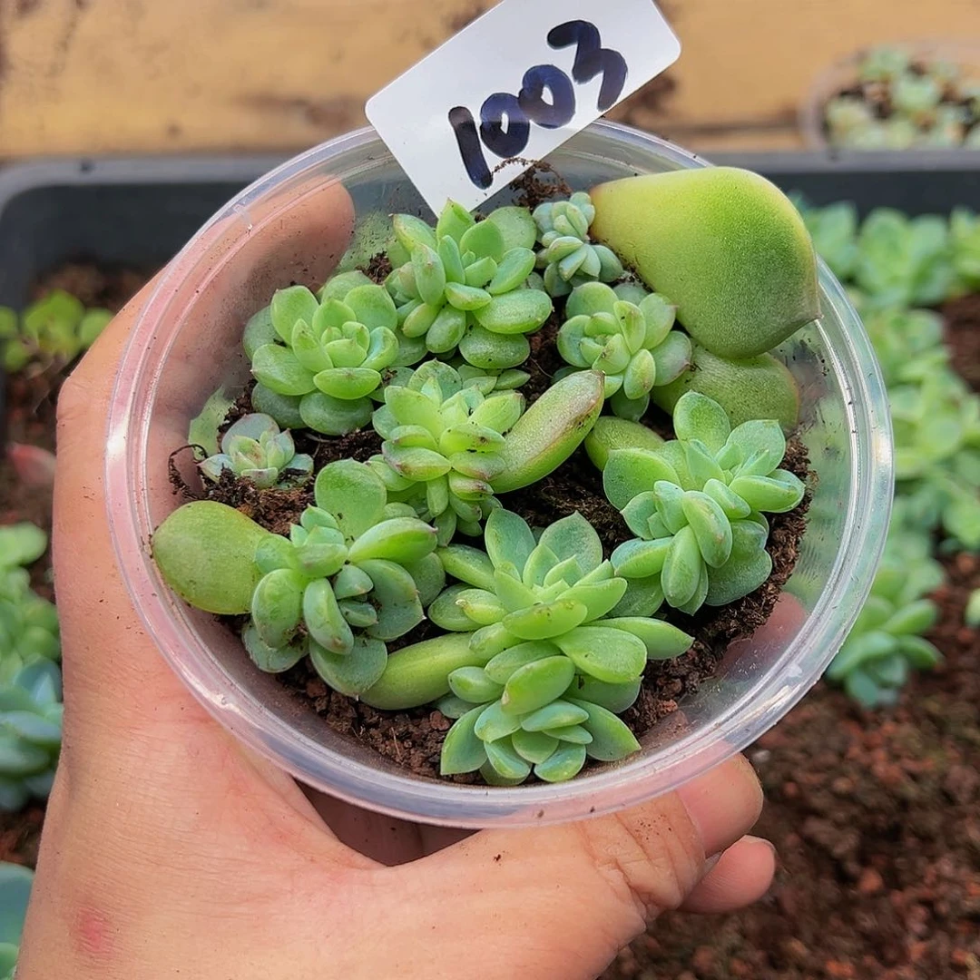 多肉植物多肉植物1003