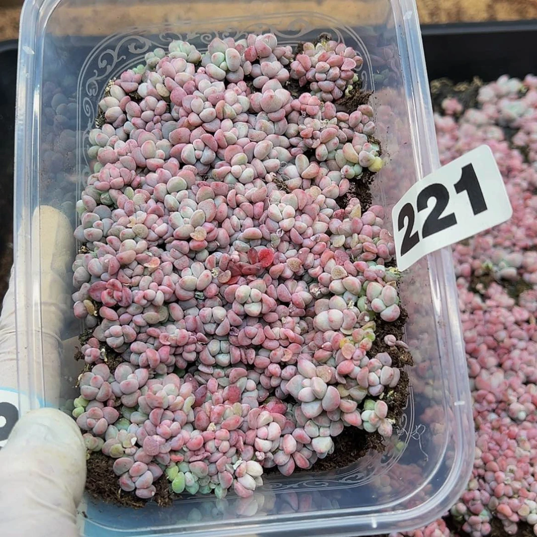 【闪购商品】多肉植物221