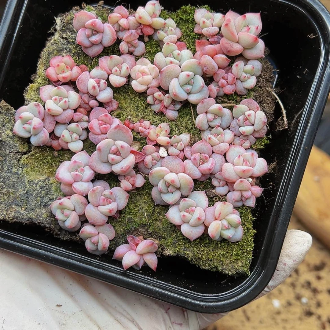 【闪购商品】多肉植物984