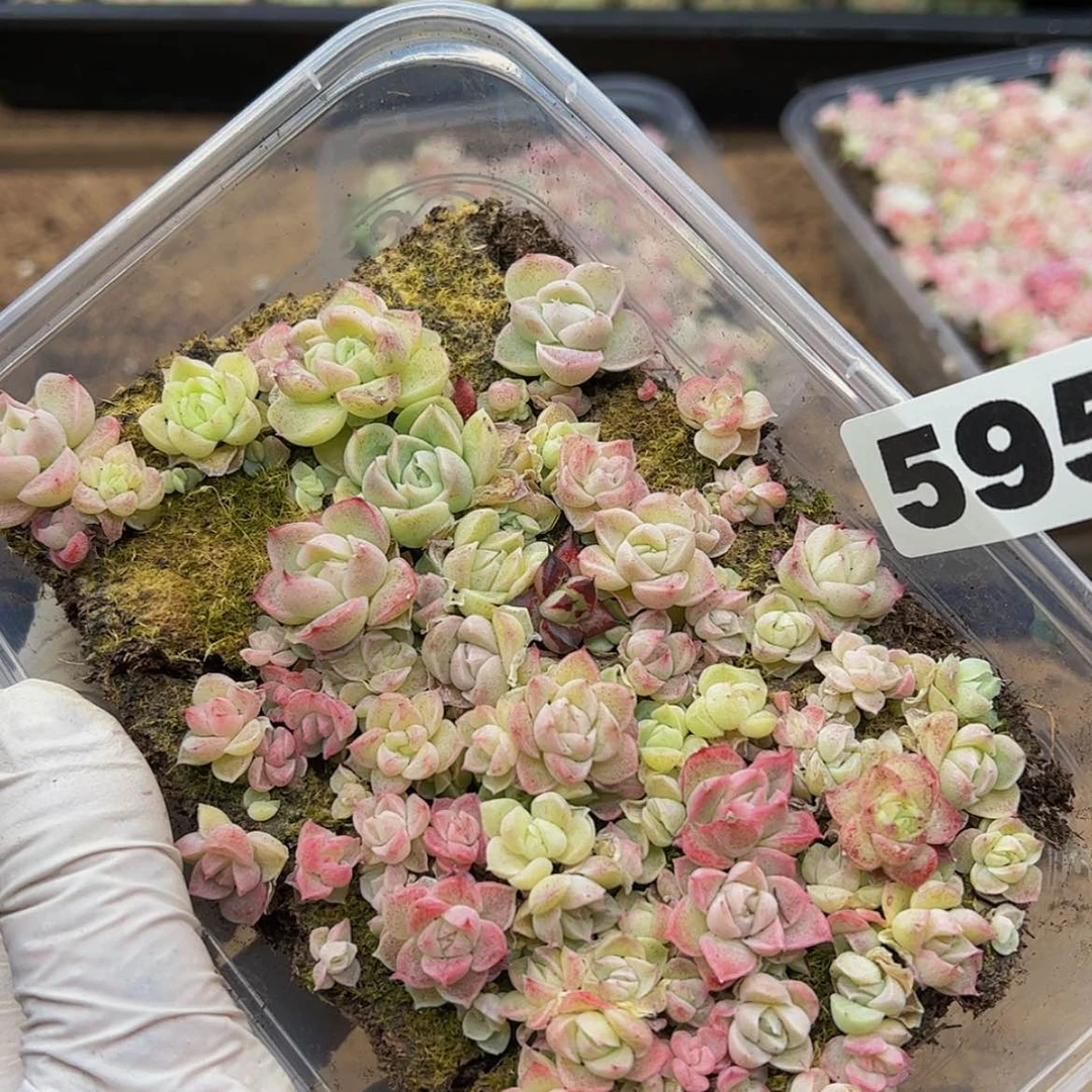 【闪购商品】多肉植物595