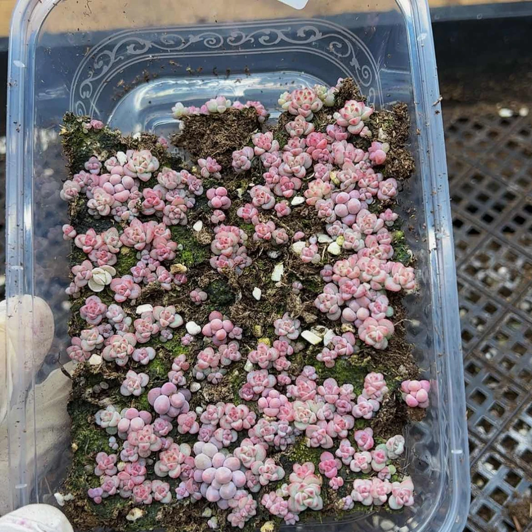 【闪购商品】多肉植物560