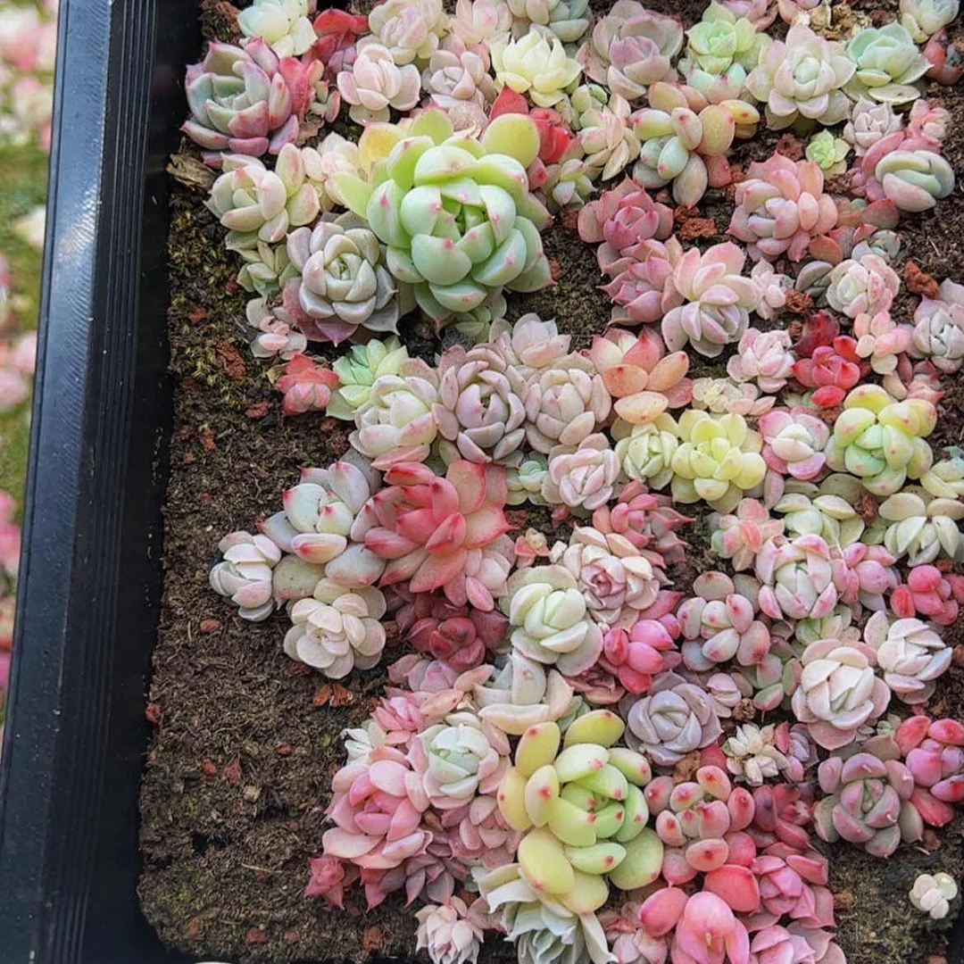 【闪购商品】多肉植物269