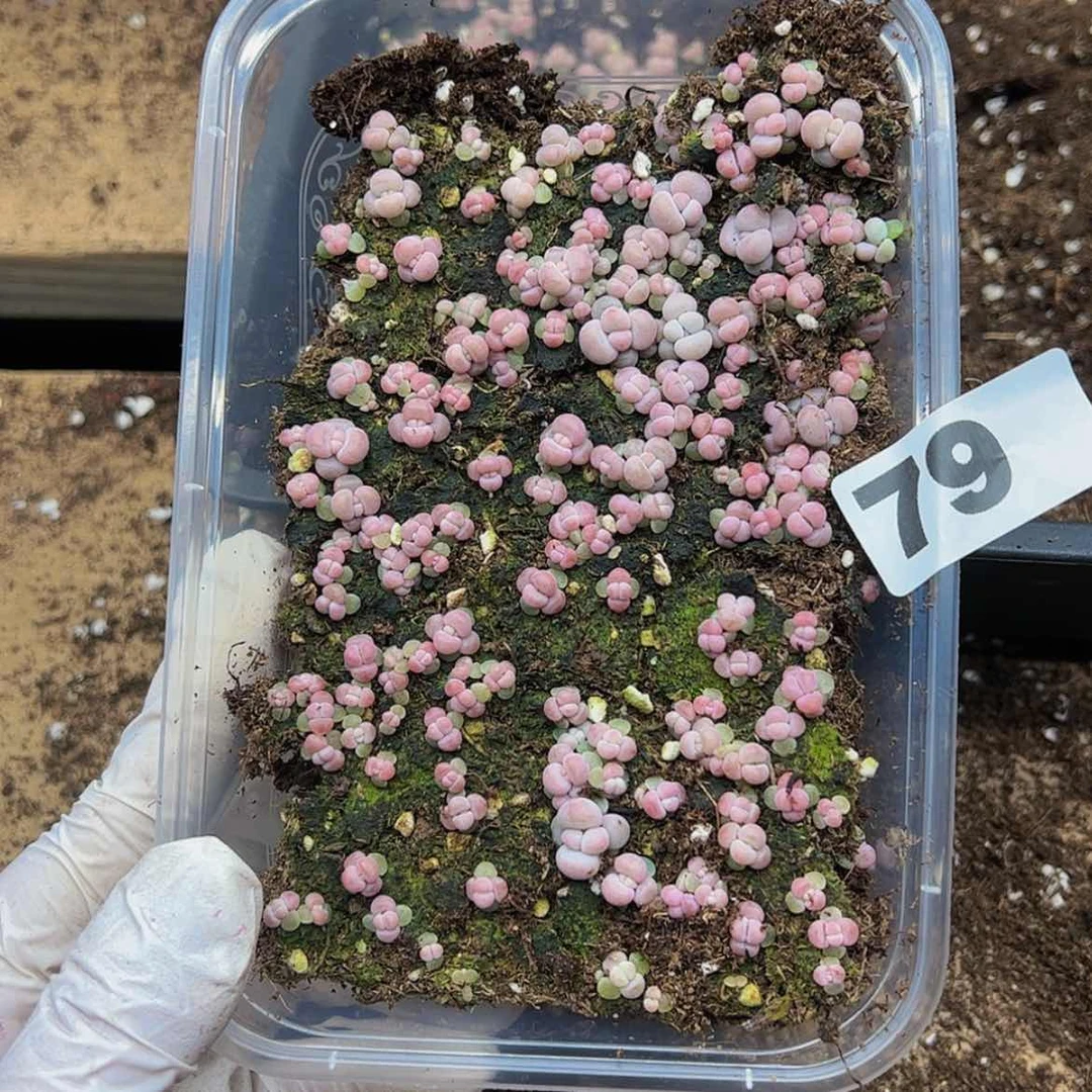 【闪购商品】多肉植物79