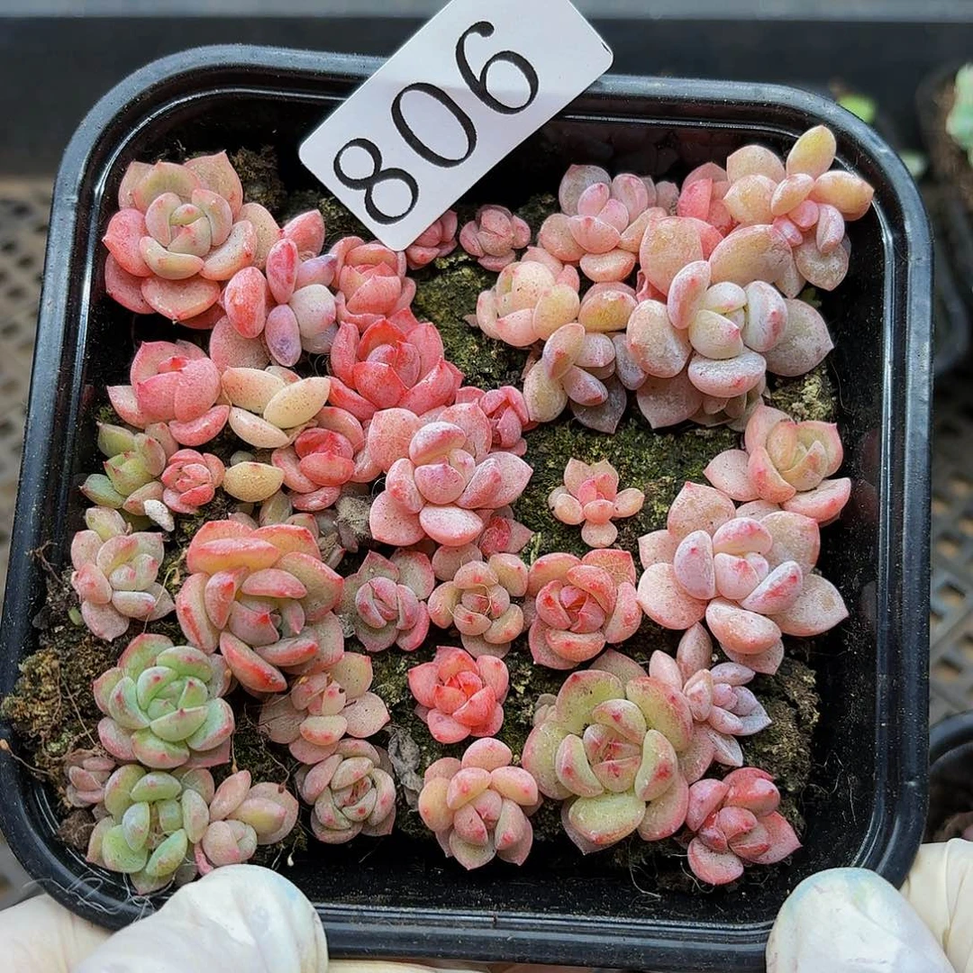 多肉植物多肉植物806