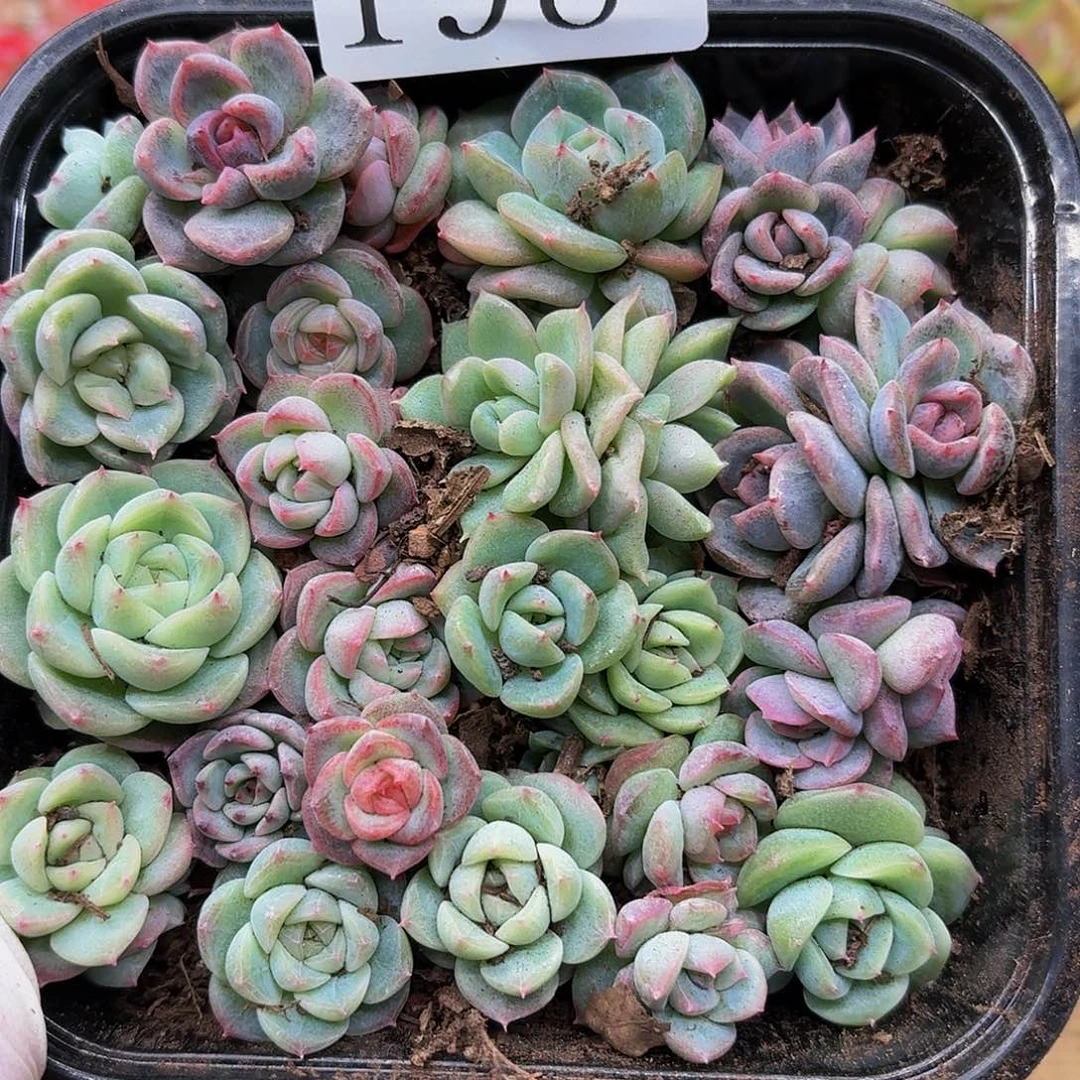 多肉植物多肉植物198