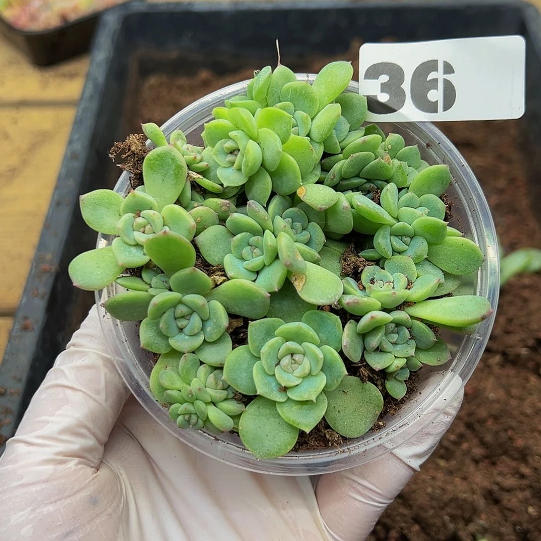 多肉植物多肉植物36