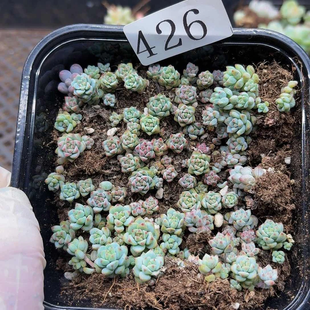 多肉植物多肉植物426