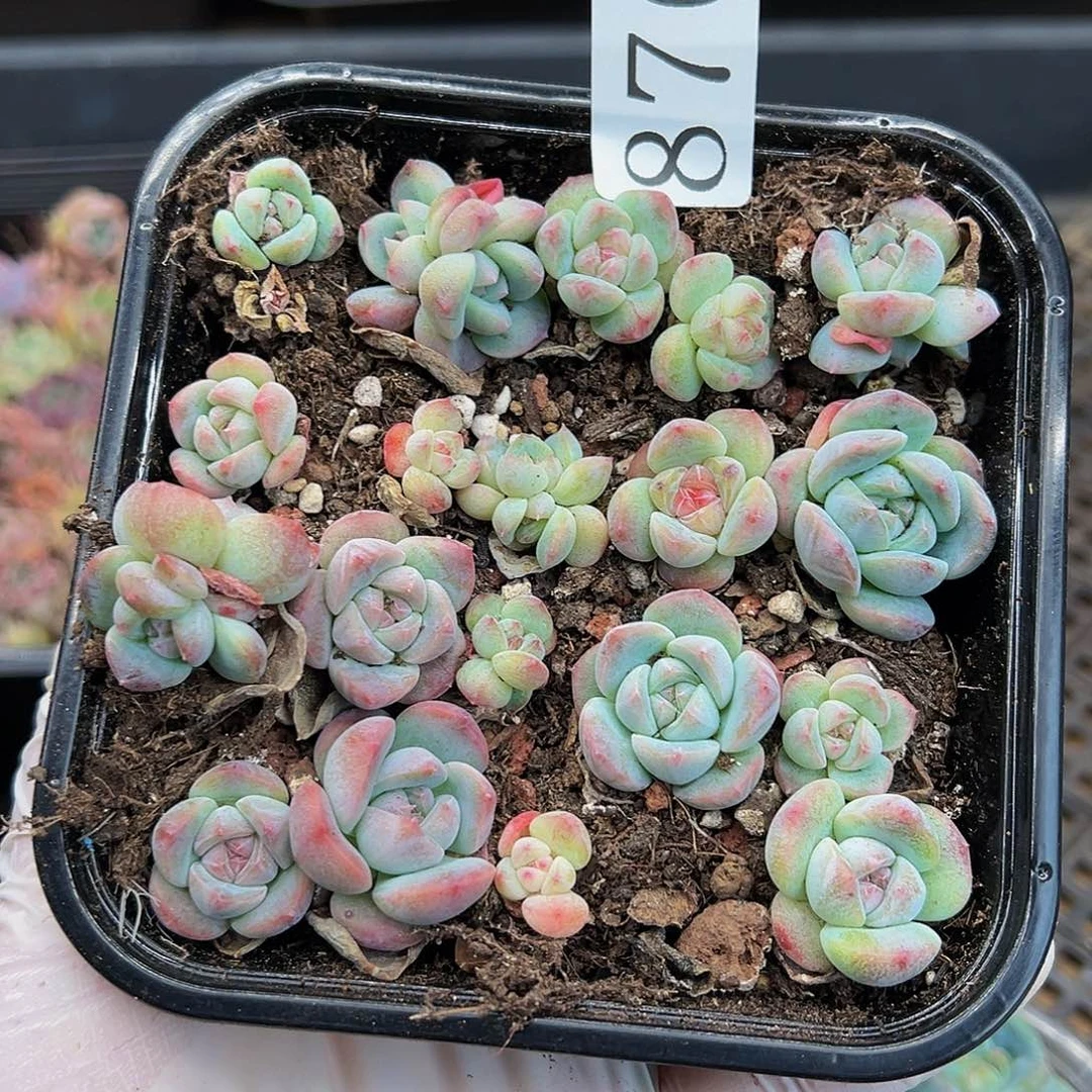 多肉植物多肉植物876