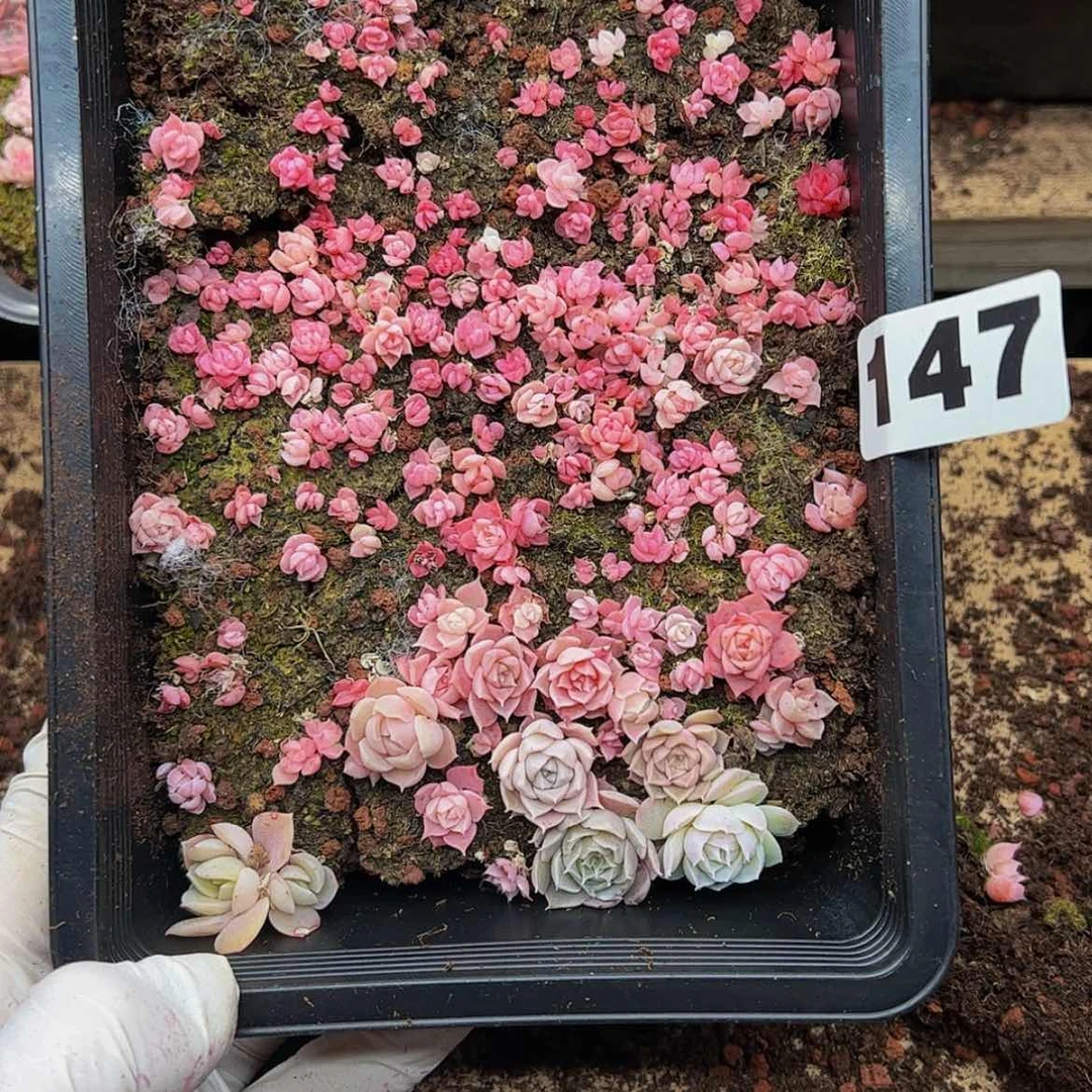 【闪购商品】多肉植物147