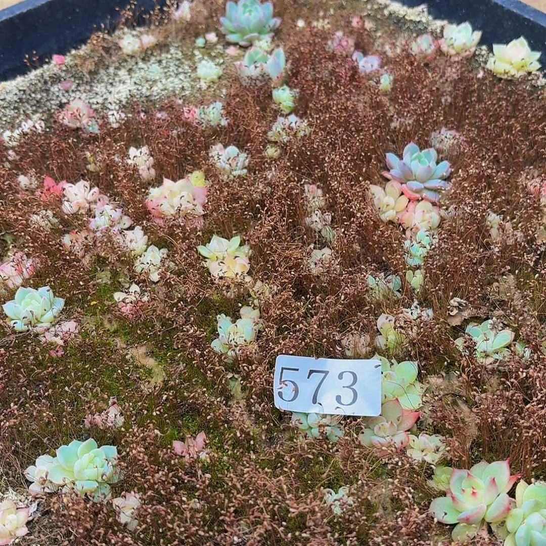 多肉植物多肉植物573