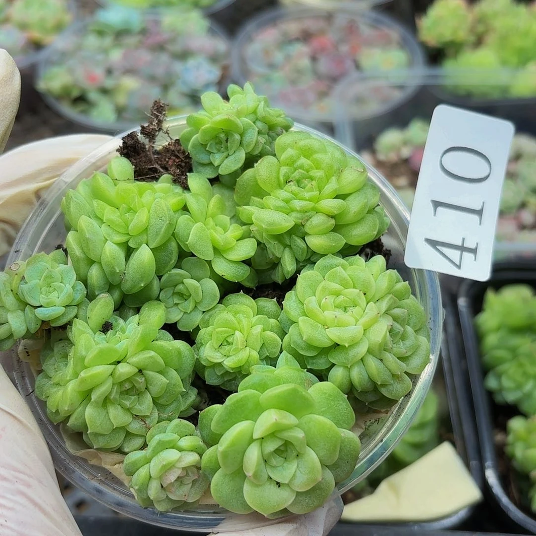 多肉植物多肉植物410