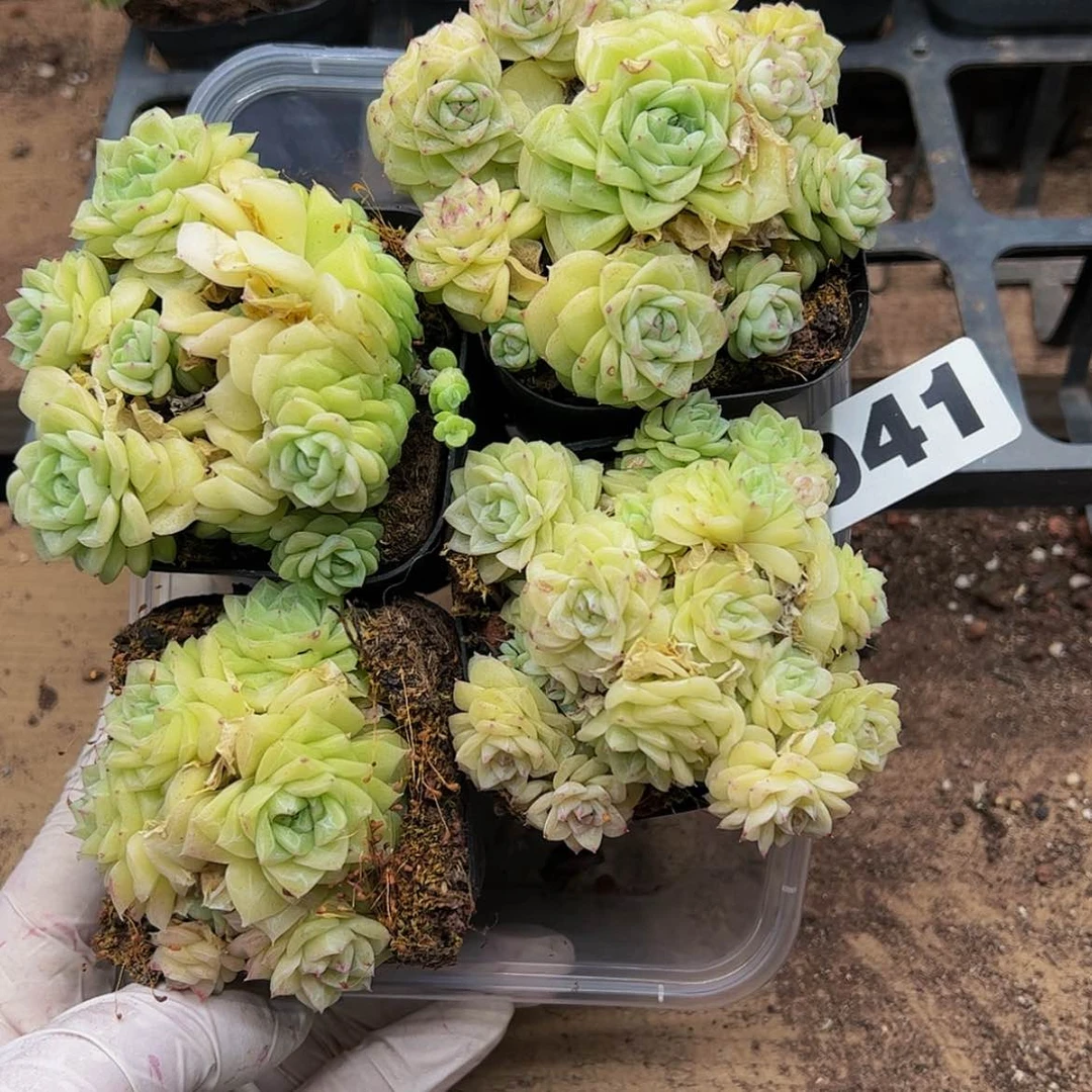 【闪购商品】多肉植物941