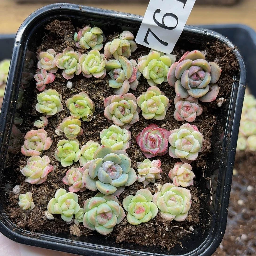 多肉植物多肉植物761