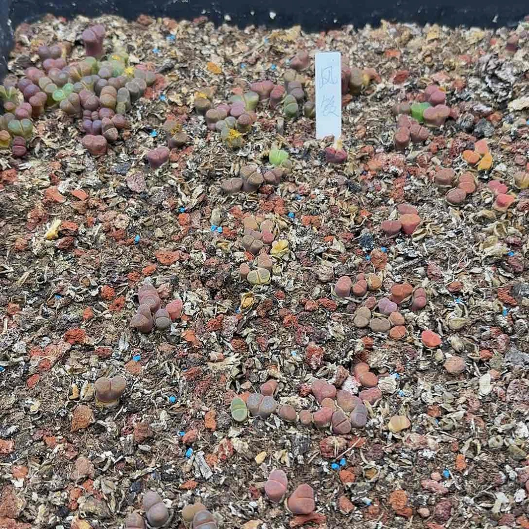 多肉植物多肉植物425