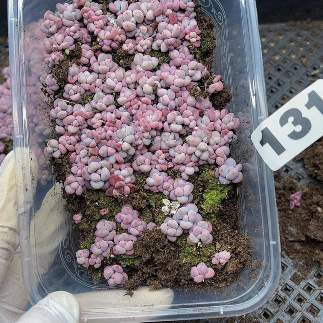 【闪购商品】多肉植物131