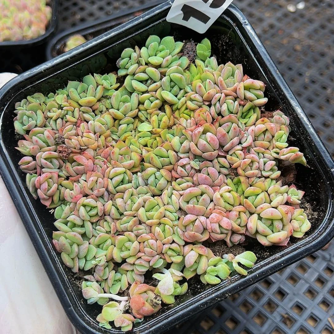 多肉植物多肉植物158
