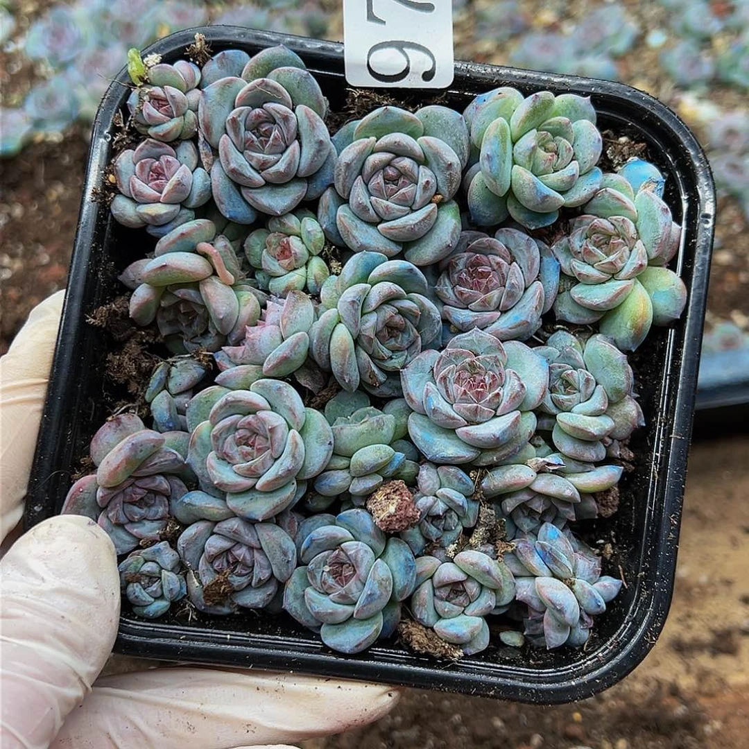 多肉植物多肉植物970