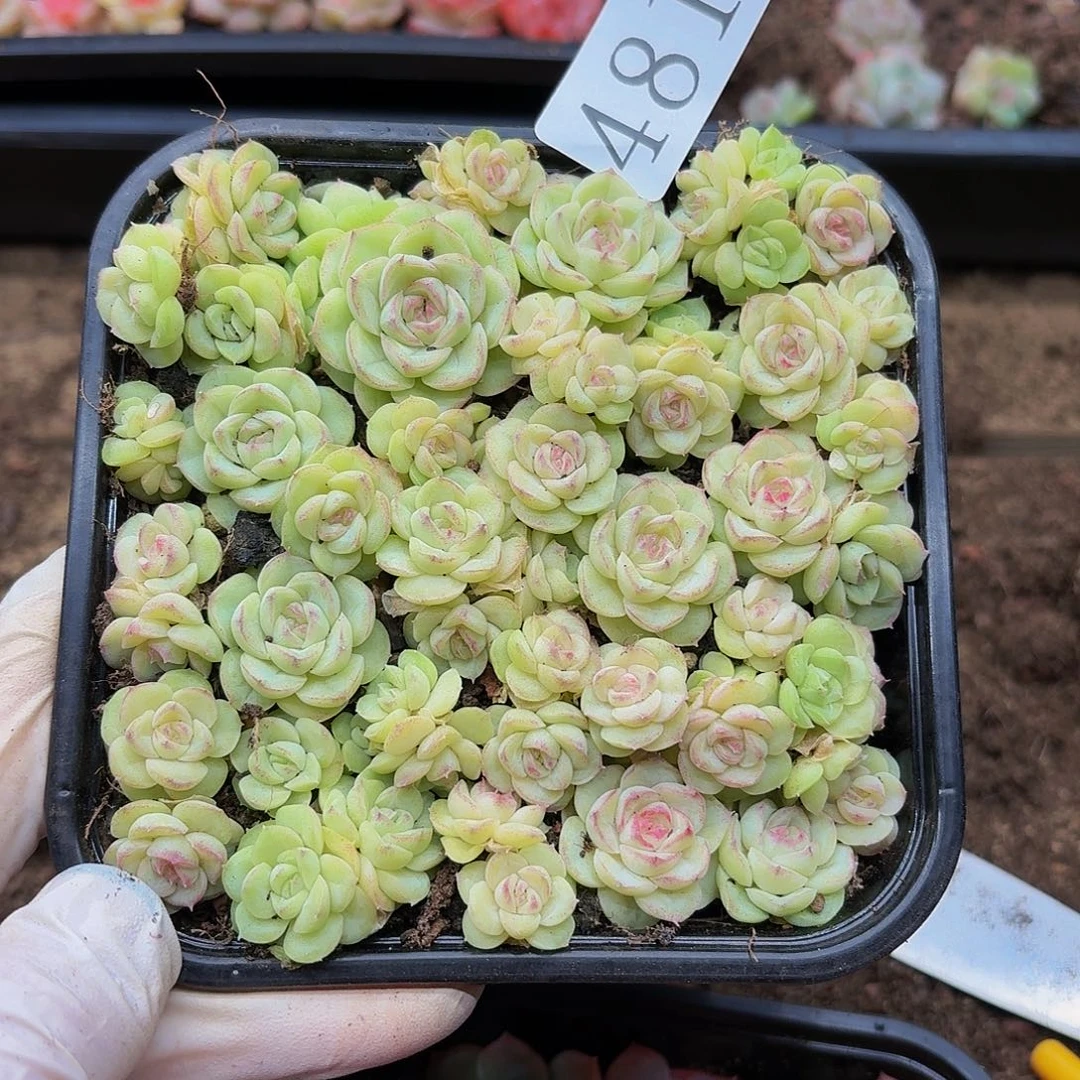 多肉植物多肉植物481