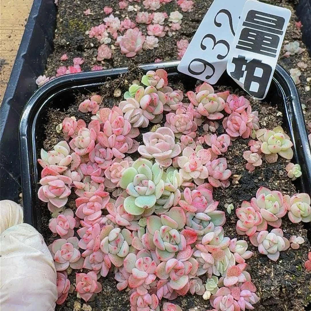 多肉植物多肉植物932量拍