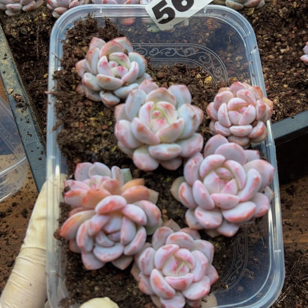 【闪购商品】569