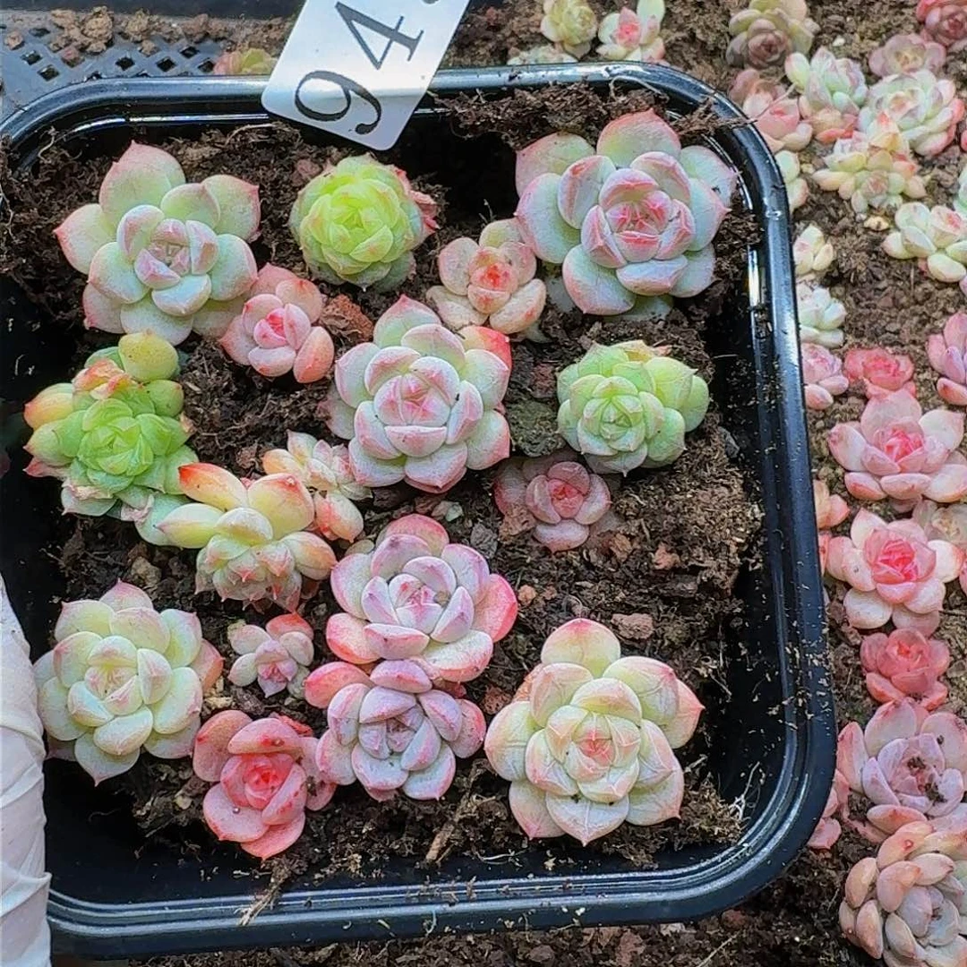 多肉植物多肉植物949