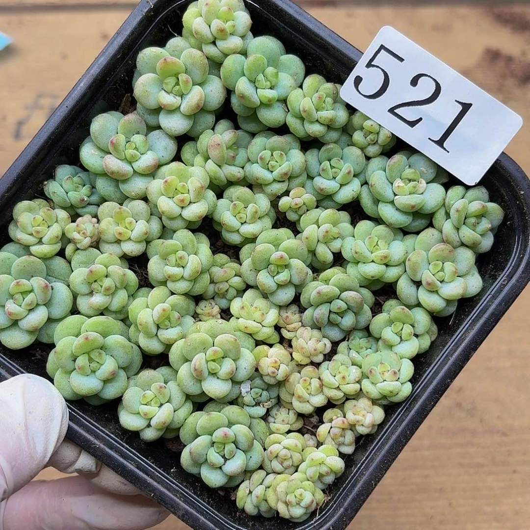 多肉植物多肉植物521