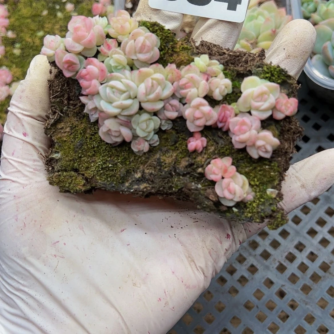 【闪购商品】多肉植物684