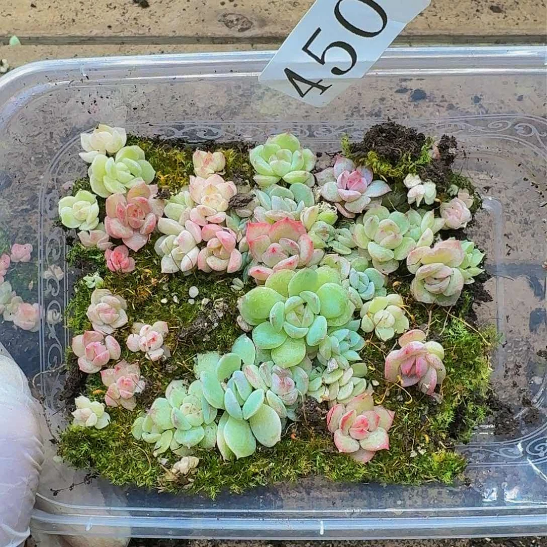 多肉植物多肉植物450