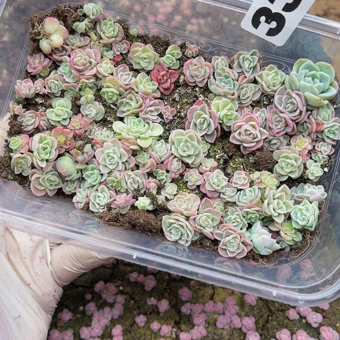 【闪购商品】多肉植物337