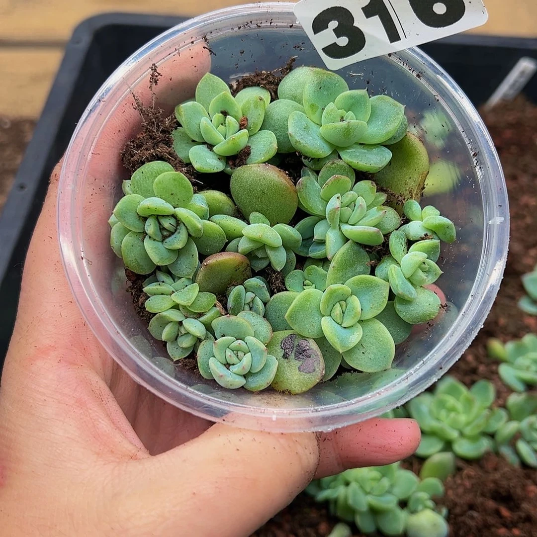 多肉植物多肉植物316