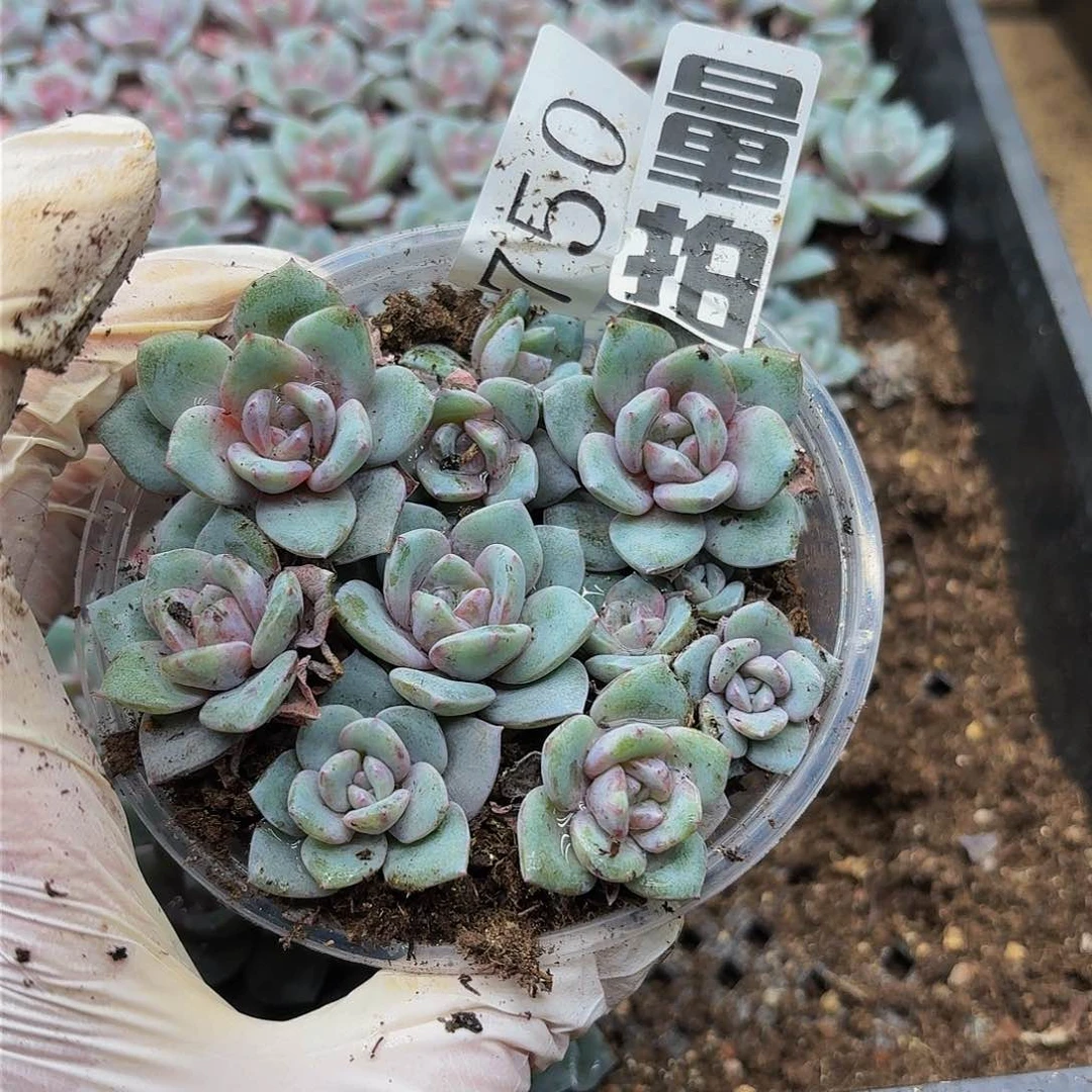 多肉植物多肉植物750量拍