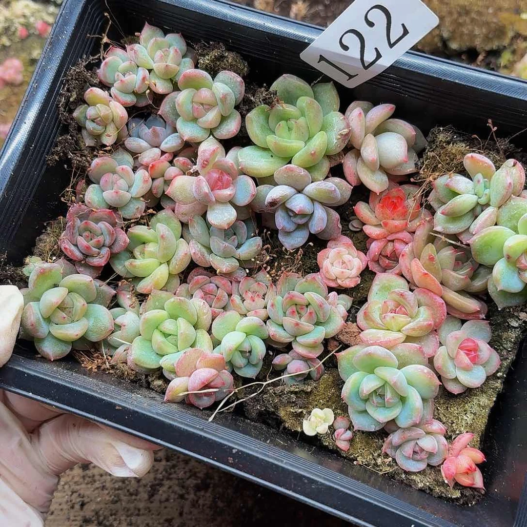 多肉植物多肉植物122