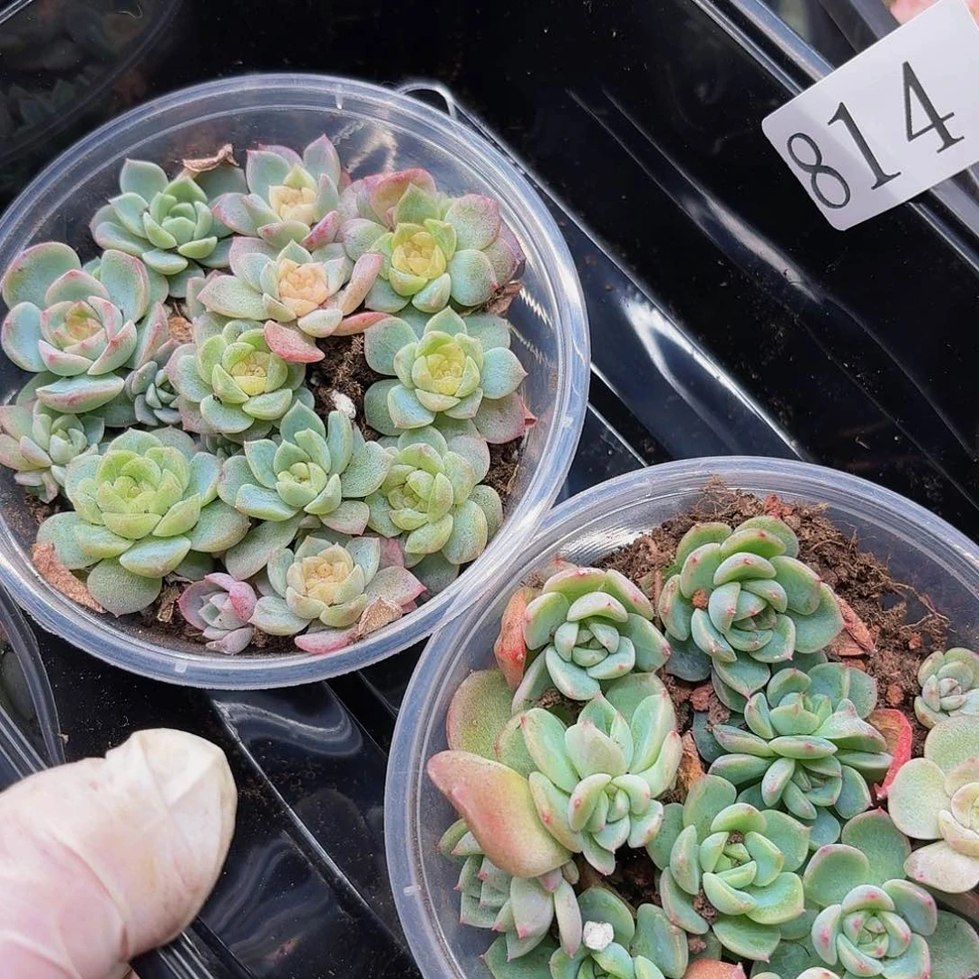 多肉植物多肉植物814