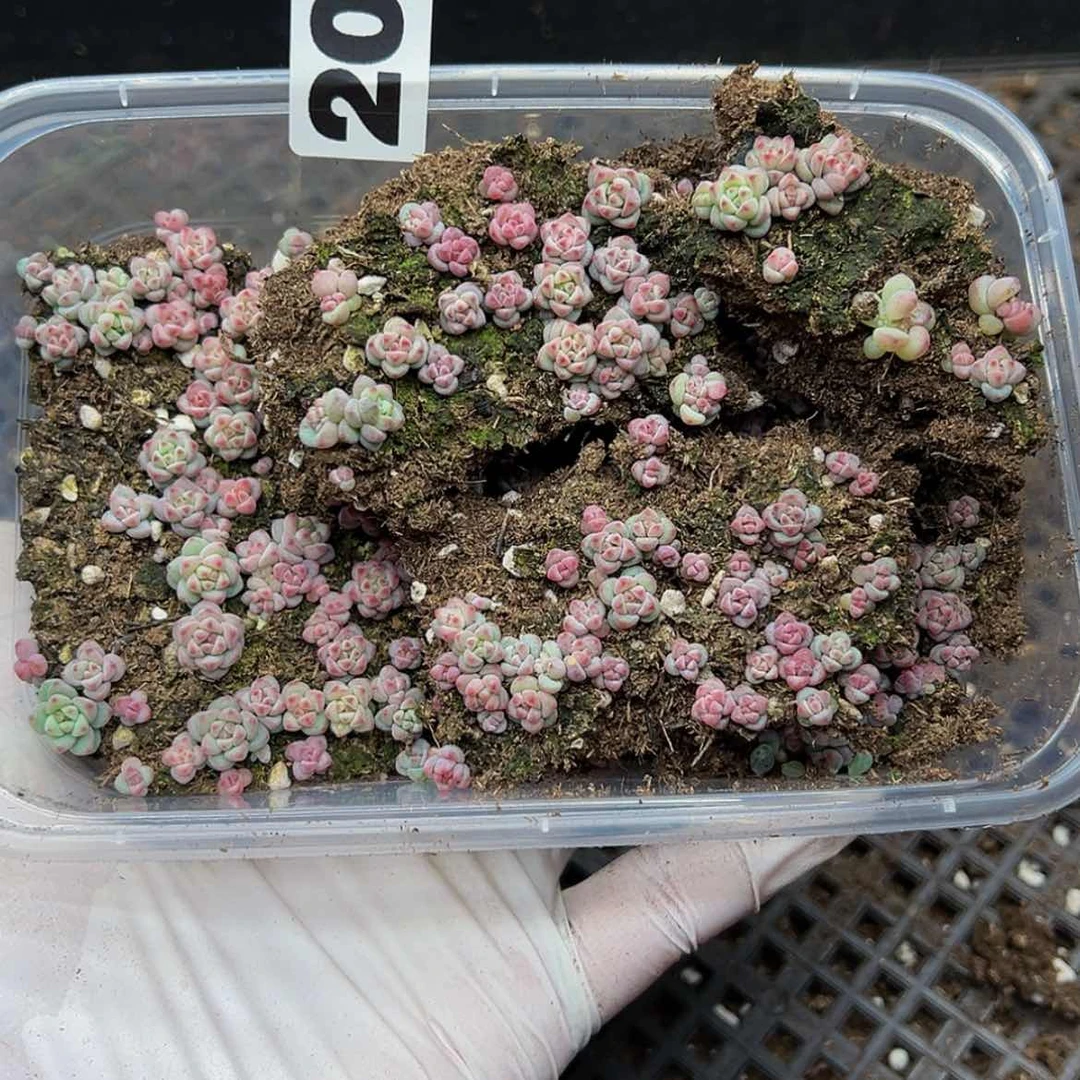 【闪购商品】多肉植物20