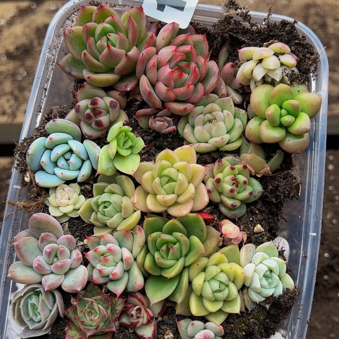 【闪购商品】多肉植物17