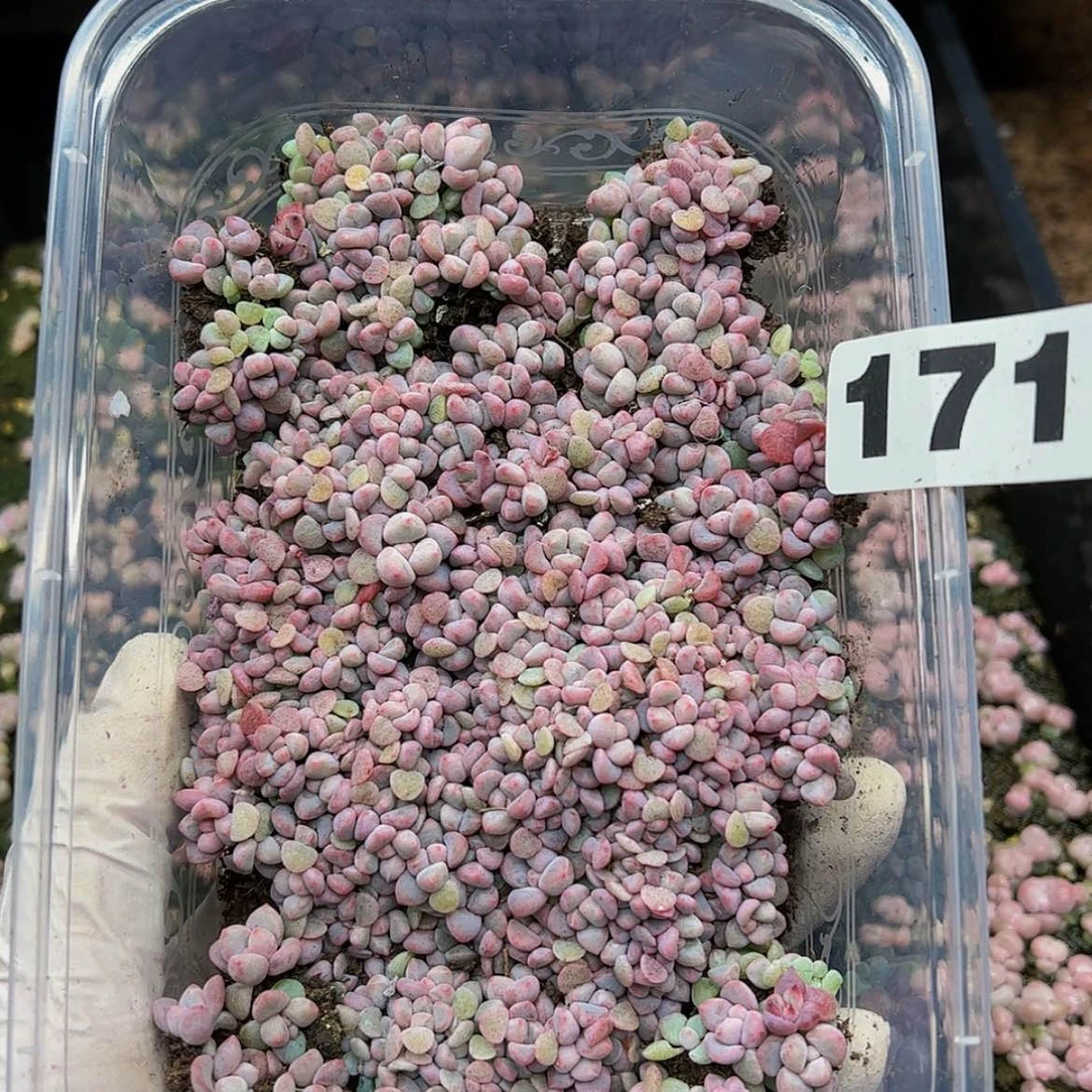 【闪购商品】多肉植物171
