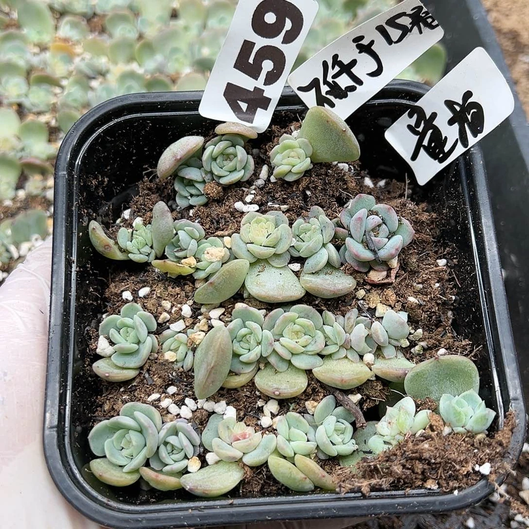 多肉植物多肉植物459量拍